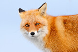 Image. Red Fox