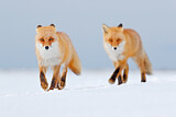 Image. Red Fox