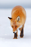 Image. Red Fox