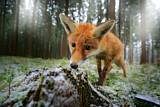 Image. Red Fox