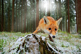 Image. Red Fox