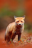 Image. Red Fox