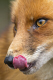 Image. Red Fox