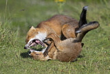 Image. Red Fox