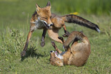 Image. Red Fox