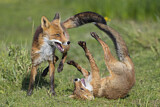 Image. Red Fox