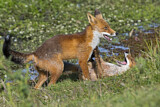 Image. Red Fox