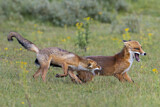 Image. Red Fox