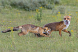 Image. Red Fox