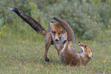 Image. Red Fox