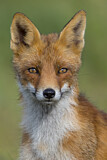 Image. Red Fox