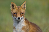 Image. Red Fox
