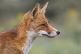 Image. Red Fox