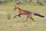 Image. Red Fox