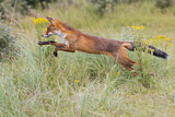 Image. Red Fox
