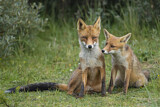 Image. Red Fox
