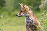 Image. Red Fox
