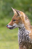 Image. Red Fox