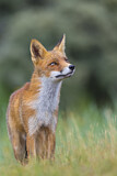 Image. Red Fox