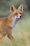 Image. Red Fox
