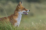 Image. Red Fox