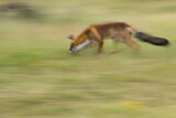 Image. Red Fox
