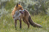 Image. Red Fox