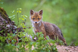 Image. Red Fox