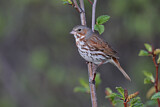 Image. Red Fox Sparrow