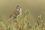 Image. Red Fox Sparrow