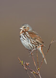 Image. Red Fox Sparrow