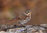 Image. Red Fox Sparrow
