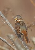 Image. Red Fox Sparrow
