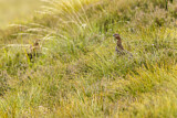Image. Red Grouse