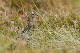 Image. Red Grouse