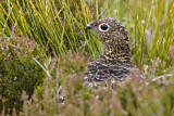 Image. Red Grouse