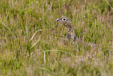 Image. Red Grouse