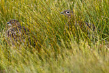 Image. Red Grouse