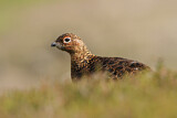 Image. Red Grouse