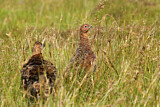 Image. Red Grouse