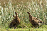 Image. Red Grouse