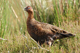 Image. Red Grouse