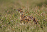 Image. Red Grouse
