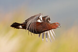 Image. Red Grouse