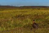 Image. Red Grouse