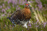 Image. Red Grouse