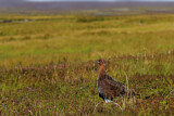 Image. Red Grouse