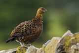 Image. Red Grouse
