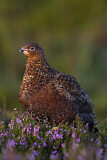 Image. Red Grouse