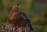 Image. Red Grouse